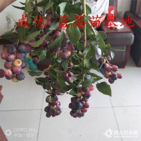 蓝莓苗,哪里有蓝莓小苗,现在买蓝莓苗哪里有,出售蓝莓苗子