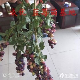 蓝莓苗,哪里有蓝莓小苗,蓝莓树苗多少钱一棵,求购蓝莓苗哪里