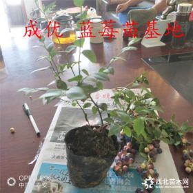 蓝莓苗,哪里卖蓝莓苗,现在买蓝莓苗哪里有,求购蓝莓苗哪里多