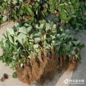 小白草莓苗产量怎么样/亩栽需要多少