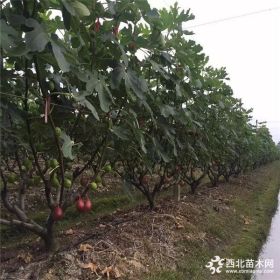 优质无花果苗推荐  无花果苗价格