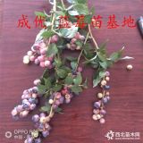 占地蓝莓苗价格 不分品种蓝莓苗哪里有 蓝莓树苗多少钱