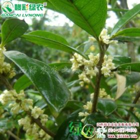 常青綠化樹 日香桂 四季桂花 工程用鄉(xiāng)土喬木