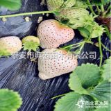 白草莓苗價(jià)格 白草莓苗 特色草莓品種介紹