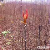 2018年紅油香椿苗價格 批發(fā)紅油香椿苗基地