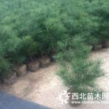 1米白皮松杯苗價格1米營養(yǎng)杯占地白皮松價格