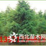 河北定州：2-3米雪松有大量現(xiàn)貨銷售 雪松樹形好價格低