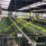 山东章姬草莓苗基地  山东章姬草莓苗基地出售价格