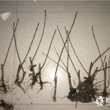 板栗苗密植方法  板栗树苗价格   板栗苗多少钱一棵