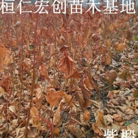 紫椴苗、紫椴苗价格、紫椴基地