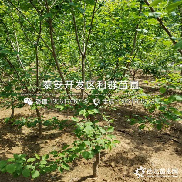 2公分杏树苗价格