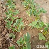 甜茶理草莓苗基地 内蒙种植甜茶理草莓苗子亩产量怎样