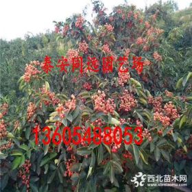 大量出售大紅袍花椒苗  大紅袍花椒苗種植技術(shù)價(jià)格