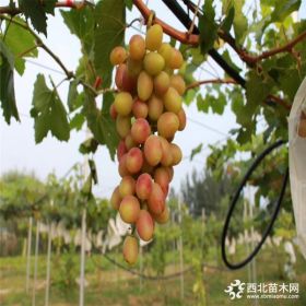 葡萄的幼苗哪里有卖的,葡萄树苗图片多少钱一棵