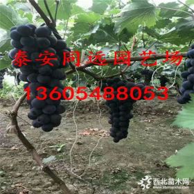 甜蜜藍寶石葡萄苗品種介紹  2018甜蜜藍寶石葡萄苗批發(fā)價格