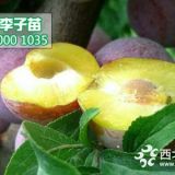 脆紅李樹(shù)苗,重慶脆紅李樹(shù)苗價(jià)格行情