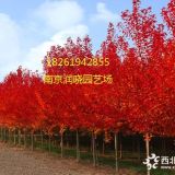 今年5公分美國紅楓扦插苗價格更新行情