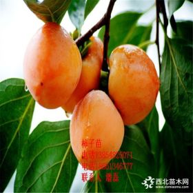 无核方柿柿子苗、无核方柿柿子树苗、无核方柿柿子树树苗价格