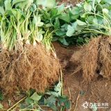 甜查理草莓苗品种介绍 草莓苗一亩地种植利润