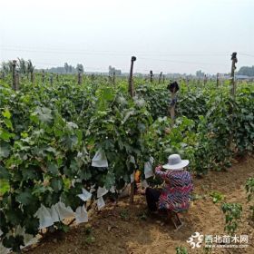 葡萄苗怎么种植高产 葡萄销量怎么样 哪里有好品种葡萄树