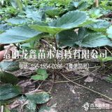 章姬草莓苗价格、章姬草莓苗发苗基地