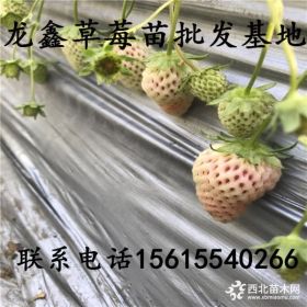 牛奶草莓苗哪里有卖的、牛奶草莓苗出售、牛奶草莓好吃