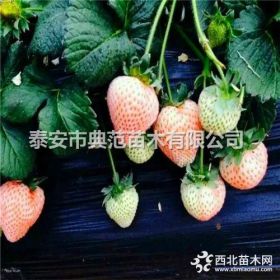 桃熏草莓苗价格 桃熏草莓苗 品种介绍批发供应