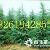 3米雪松基地價格3米雪松產(chǎn)地報價明細