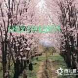 今年7公分櫻花樹價格買賣明細(xì)