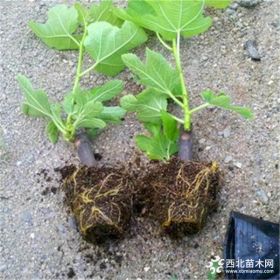 无花果苗推荐 波姬红无花果苗