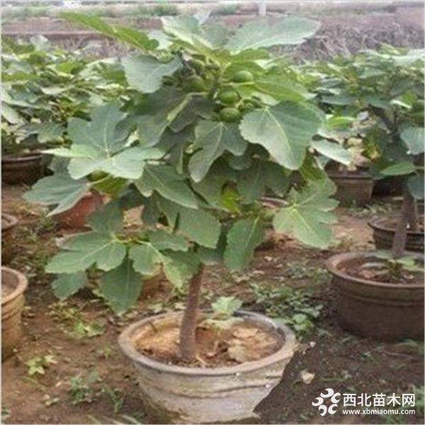 无花果苗推荐