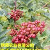 咸陽嫁接大紅袍花椒苗基地規(guī)模  無刺花椒苗價格