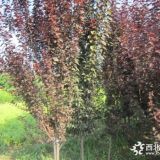 河北定州 6-7公分紫葉李 紅葉李價(jià)格 品種介紹