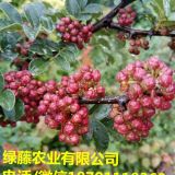 寶雞嫁接大紅袍花椒苗基地 營養(yǎng)杯大紅袍苗供應