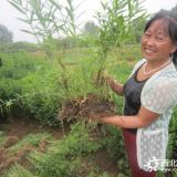 河北定州 7月份假龙头价格 假龙头介绍