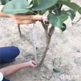 黄花梨苗哪里有卖的,梨树苗多少钱一根,杜梨树苗批发基地