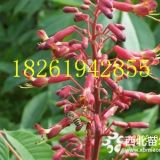 優(yōu)質(zhì)苗胸徑15公分七葉樹(shù)價(jià)格行情比較