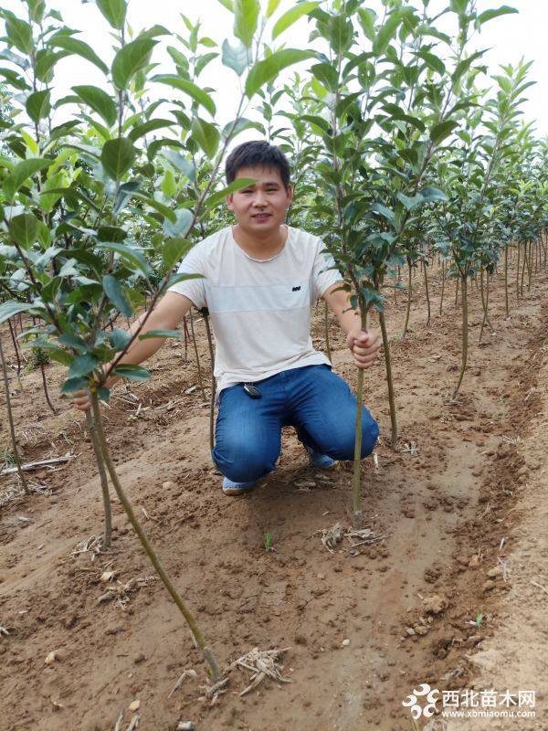 鲁丽苹果树苗