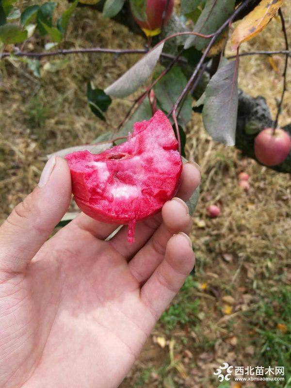 魯麗蘋果樹(shù)苗