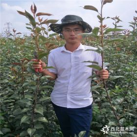 黄花梨苗,梨树苗多少钱一根,杜梨树苗批发基地