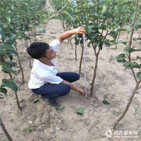 红梨树苗品种简介,梨树苗多少钱一根,杜梨树苗批发基地