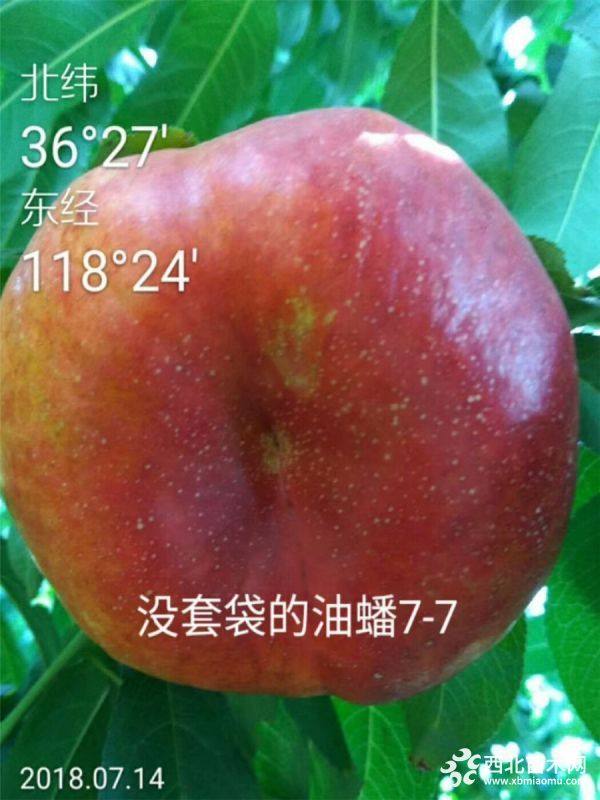 油蟠7號(hào)桃樹苗