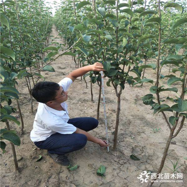 梨树苗批发基地