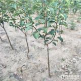 黃花梨樹苗怎么買,梨樹苗圖片,杜梨樹苗批發(fā)基地