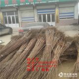 柿子树苗什么品种好？新品种柿子树树苗价格多少