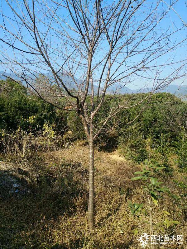 福建山樱花