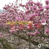 5公分嫁接紅玉蘭價(jià)格標(biāo)準(zhǔn)苗行情參考