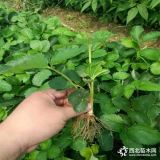 红袖添香草莓苗  红袖添香草莓苗价格