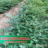 泰山大紅袍花椒苗價(jià)格  花椒苗多少錢一棵  80公分花椒苗