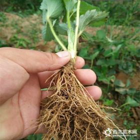 供应18公分甜茶理草莓苗三叶一心甜茶理草莓苗批发基地